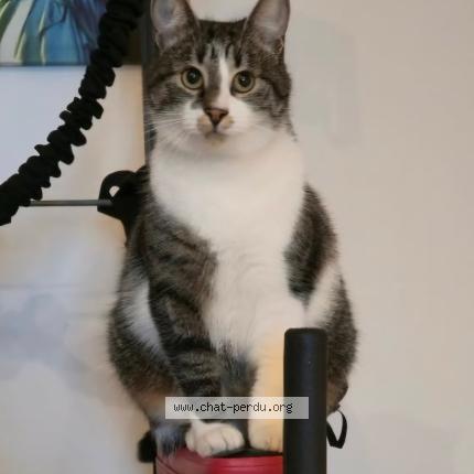 Photo 1/1 Tuti Chat perdu à Lormont