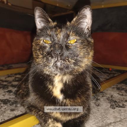 Photo 1/1 Pascal Fanguin Chat perdu à Clermont ferrand