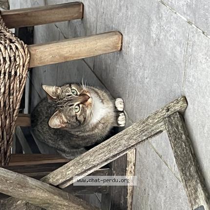 Photo 1/1 Chat trouvé Trouvé à Le cres