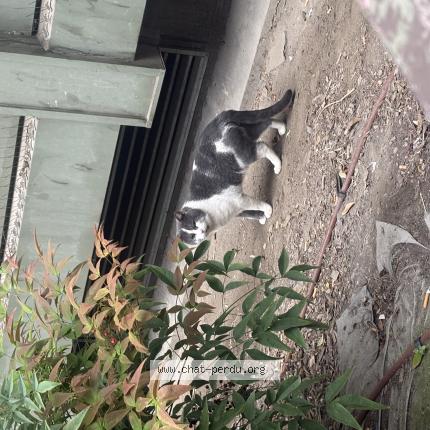 Photo 1/1 Chat trouvé Trouvé à Levallois