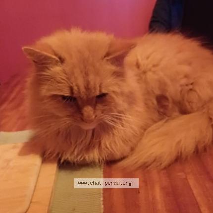 Photo 1/1 Cookie Chat perdu à Coutisse