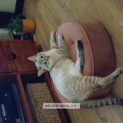 Photo 1/1 Luxio Chat perdu à Melle