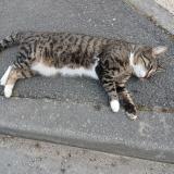 Photo de chat trouvé à Montussan