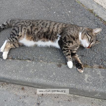 Photo 1/1 Chat trouvé Trouvé à Montussan