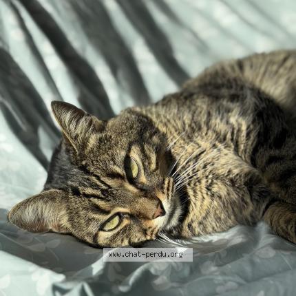 Photo 1/1 magic Chat perdu à Saint nazaire