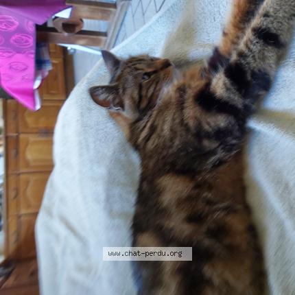 Photo 1/1 Kiwi Chat perdu à Andenne