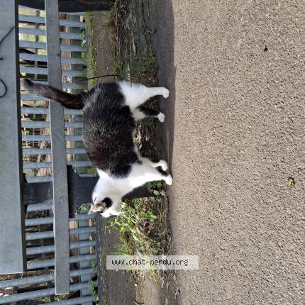 Photo 1/1 Chat trouvé Trouvé à Caen