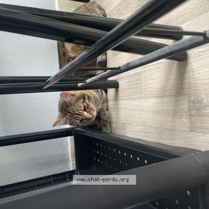 Photo 1/1 Chat trouvé Trouvé à St jean le blanc