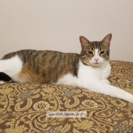 Photo 1/1 Baïa Chat perdu à Aire sur l adour