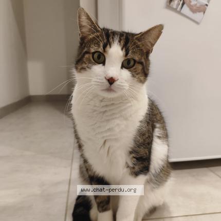 Photo 1/1 TOKYO Chat perdu à St georges sur loire