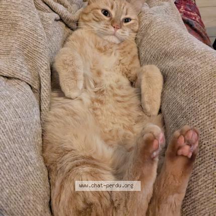 Photo 1/1 Loukoum Chat perdu à Reze