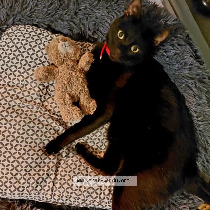 Photo 1/1 Léon Chat perdu à Notre dame des landes