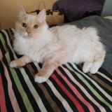 Photo de chat perdu à Yzeure