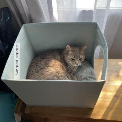 Photo 1/1 Matoune Chat perdu à Longueuil