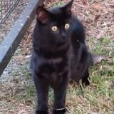 Photo de chat perdu à La Brede