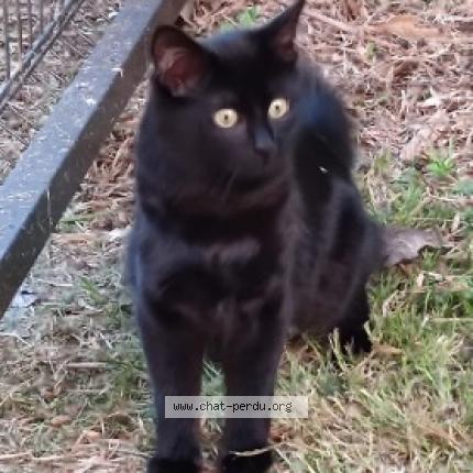 Photo 1/1 Lune Chat perdu à La brede