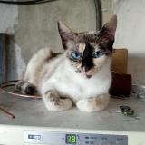 Photo de chat perdu à Champforgeuil