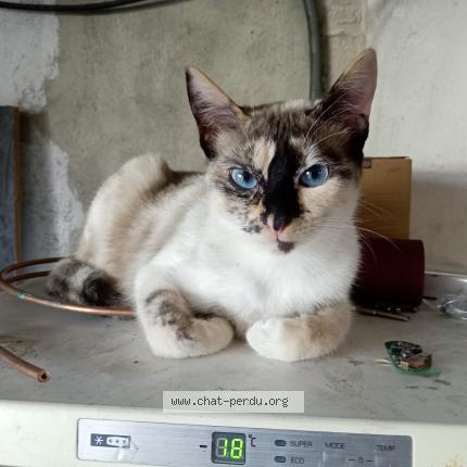 Photo 1/1 mia Chat perdu à Champforgeuil