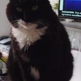 Photo de chat perdu à La Roche Sur Yon