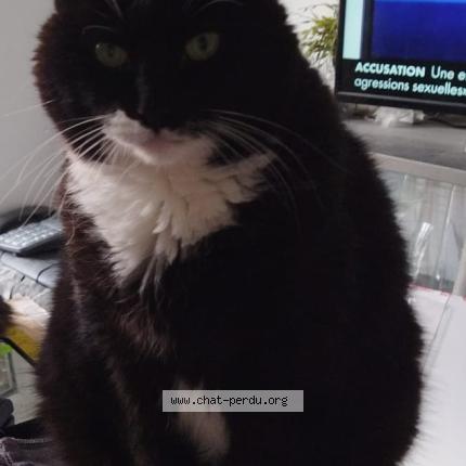 Photo 1/1 EDEN Chat perdu à La roche sur yon