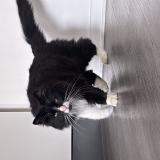 Photo de chat trouvé à Marcy L Etoile