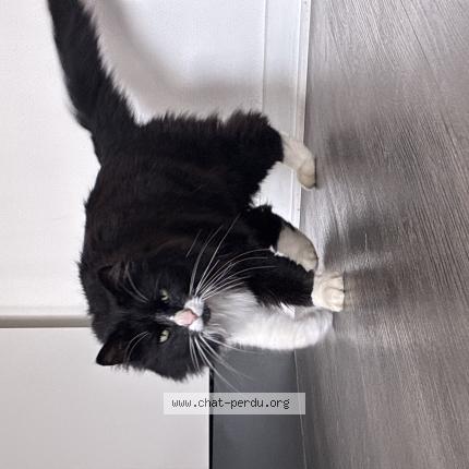 Photo 1/1 Chat trouvé Trouvé à Marcy l etoile