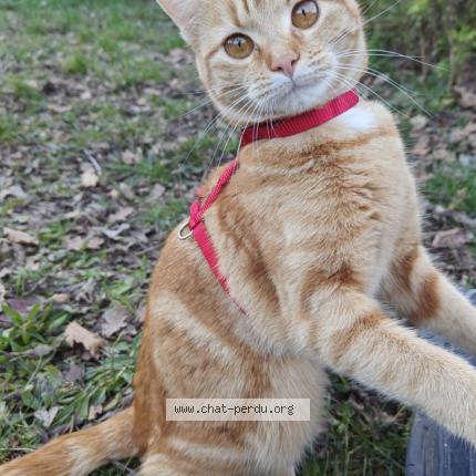 Photo 1/1 Pumpkin Chat perdu à Grasse