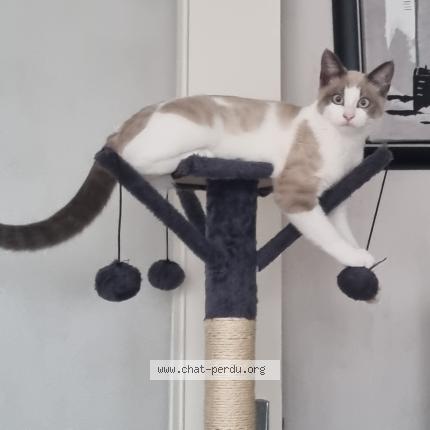 Photo 1/1 Eva Chat perdu à La meziere