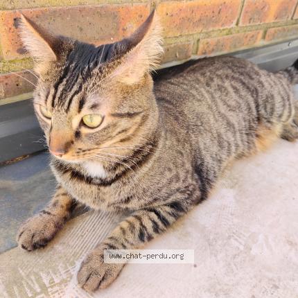 Photo 1/1 Elliot Chat perdu à Longchamp