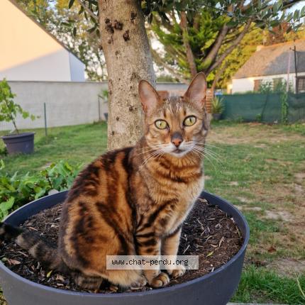 Photo 1/1 JAYA Chat perdu à Grandchamp des fontaines