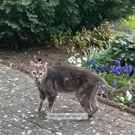 Photo 1/1 Chat trouvé Trouvé à Kerbach
