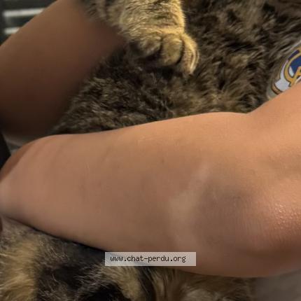 Photo 1/1 Néréa Chat perdu à Nogna