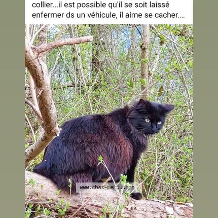 Photo 1/1 Pitch Chat perdu à Taninges