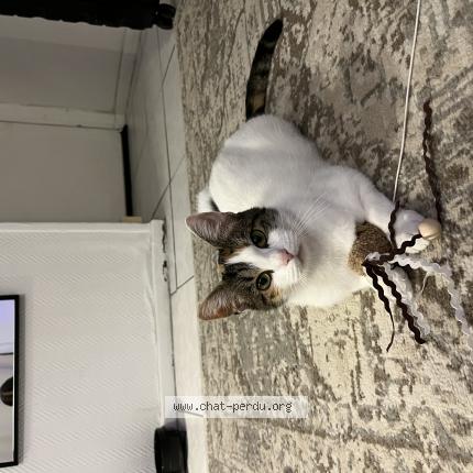 Photo 1/1 Cerise Chat perdu à Arlay