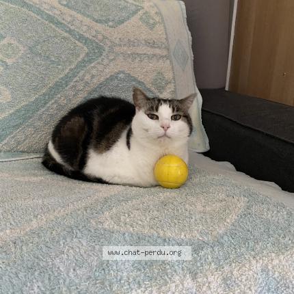 Photo 1/1 Timmy Chat perdu à Challes les eaux