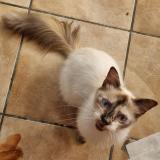 Photo de chat perdu à Le Tampon