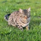 Photo de chat perdu à Tregueux