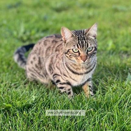 Photo 1/1 Nala Chat perdu à Tregueux