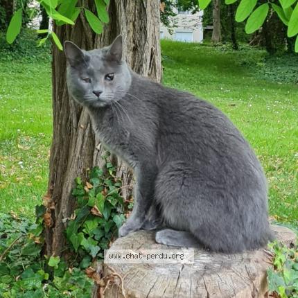 Photo 1/1 Tew Chat perdu à Varredes