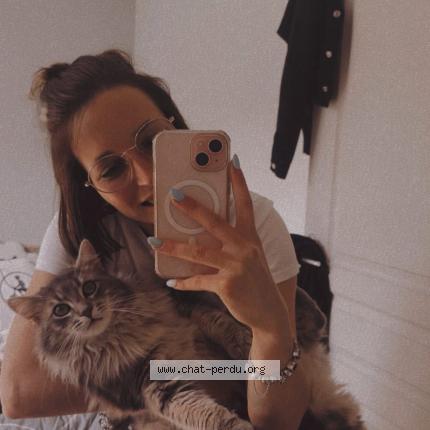 Photo 1/1 Bébé chat Chat perdu à Saint andre d hebertot