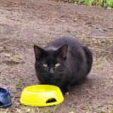 Photo de chat trouvé à Langan