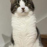 Photo de chat perdu à Monthyon