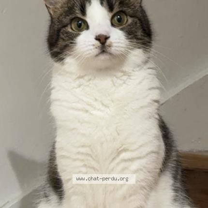 Photo 1/1 Uzee Chat perdu à Monthyon