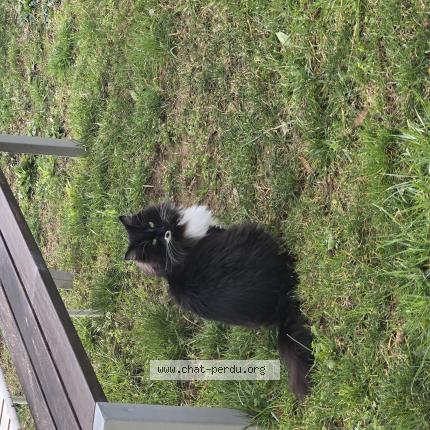 Photo 1/1 Bella Chat perdu à Villecroze