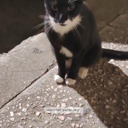 Photo 1/1 Chat trouvé Trouvé à Marseille