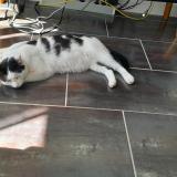 Photo de chat perdu à Maire Levescault