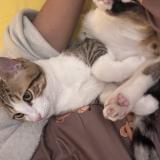 Photo de chat perdu à Etampes