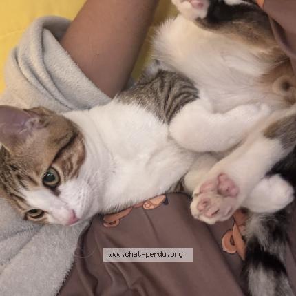 Photo 1/1 Risou Chat perdu à Etampes