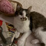 Photo de chat perdu à Lille