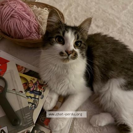 Photo 1/1 Romy Chat perdu à Lille